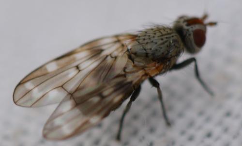 Réf. 345 520 : Otites guttata